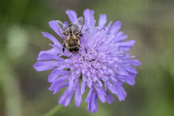 Honey bee (Apis mellifera) on field scabious (Knautia arvensis), Emsland, Lower Saxony, Germany,