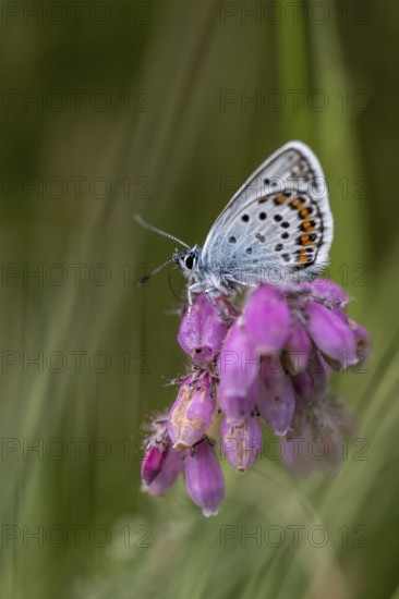 Amanda's blue (Polyommatus amandus), Emsland, Lower Saxony, Germany, Europe