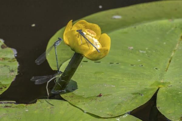 Azure damselflies (Coenagrion puella) laying eggs, Emsland, Lower Saxony, Germany, Europe