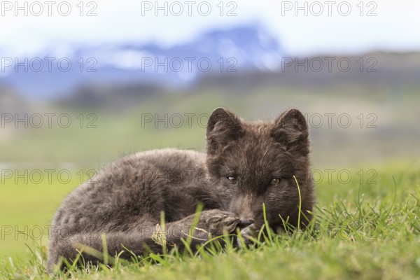 Dark arctic fox (Vulpes lagopus) lying in the grass in front of Bergen, attentive, East Fjords,