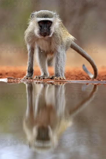 Vervet Monkey (Chlorocebus pygerythrus), adult, at the water, alert, Kruger National Park, Kruger