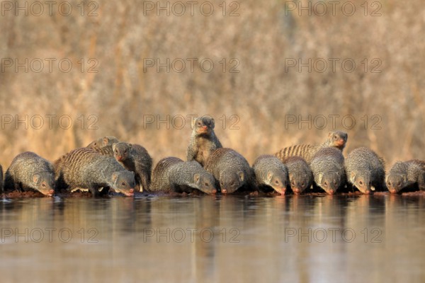 Zebra mongoose (Mungos mungo), adult, group, at the water, drinking, Kruger National Park, Kruger