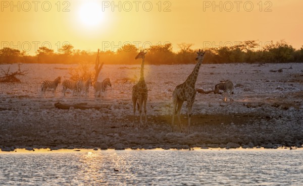 Angolan giraffe (Giraffa giraffa angolensis), two giraffes in the backlight at sunset, atmospheric