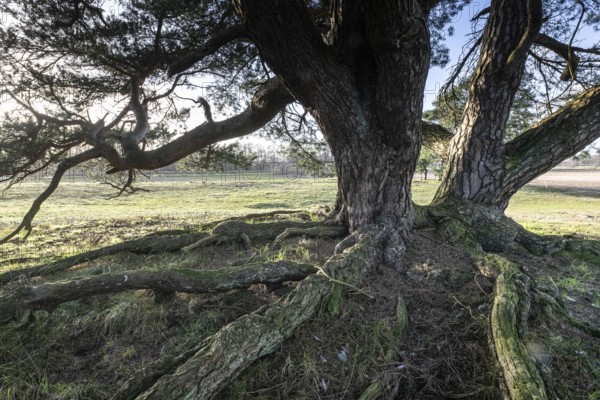 Old Scots pine (Pinus sylvestris), Emsland, Lower Saxony, Germany, Europe
