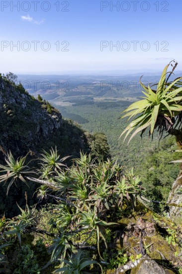 Krantz aloe (Aloe arborescens) growing on rocks, view at God's Window, canyon landscape, near