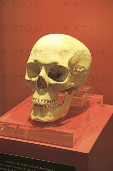 Ggantija temples visitor centre display museum, Gozo, Malta skull of neolithic adult female