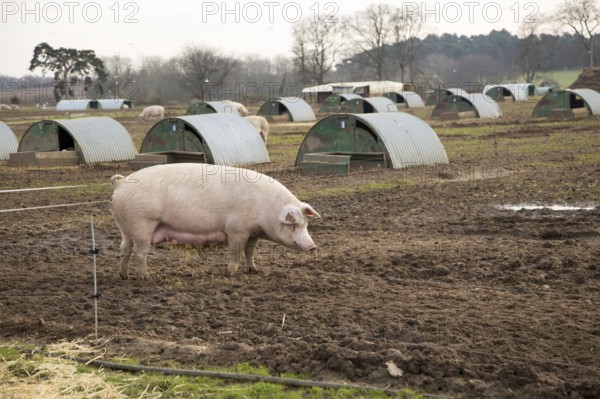 Free range pig farming pork production Shottisham, Suffolk, England, UK