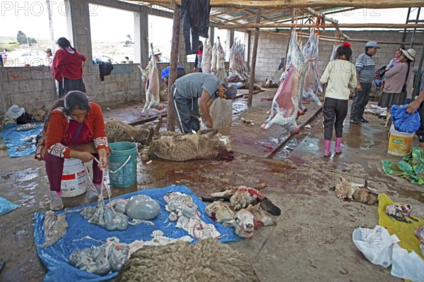 Peruvians gut sheep, offal and sheep heads at the slaughterhouse in Chinchero, Cusco region, Peru,