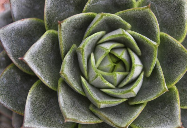 Beautiful succulent plant in greenhouse. Closeup, floral patterns, selective focus