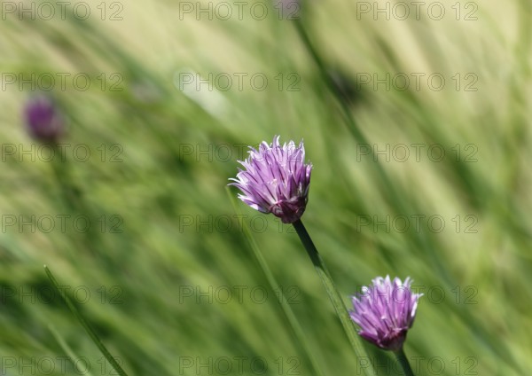Chive (Allium schoenoprasum), in bloom, North Rhine-Westphalia, Germany, Europe