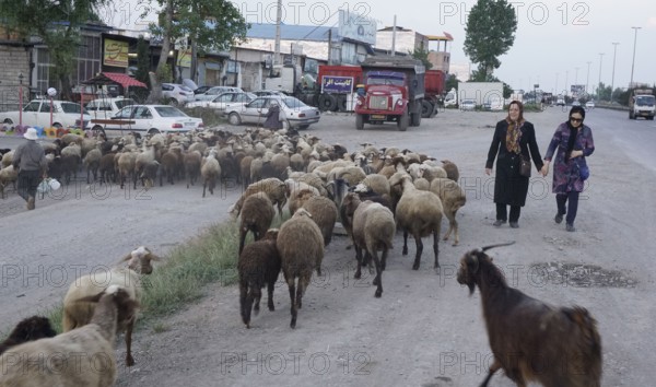 Flock of sheep on a road, Iran, Amol, 17/05/2016, Asia