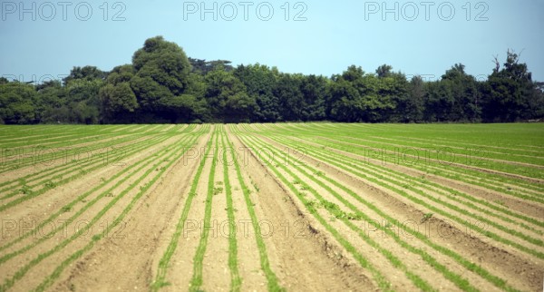 Lines of young carrot plants growing in sandy field, Shottisham, Suffolk, England, United Kingdom,