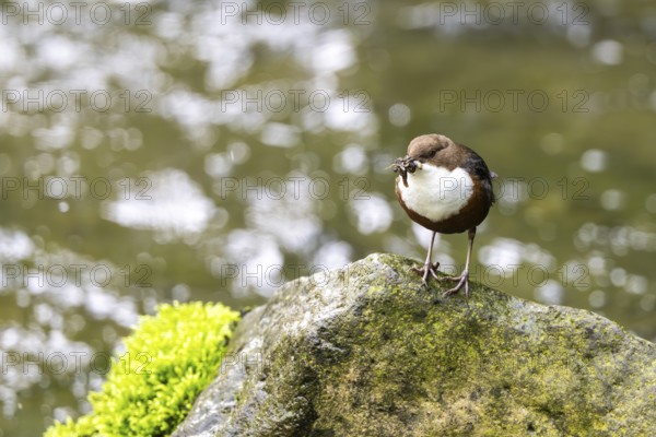 White-throated Dipper (Cinclus cinclus), at a torrent with larvae in its beak,