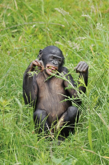 Bonobo or bonobo (Pan paniscus), juvenile, captive, occurring in the Congo