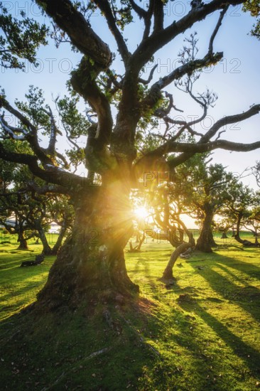 Centuries-old til trees in fantastic magical idyllic Fanal Laurisilva forest on sunset. Madeira