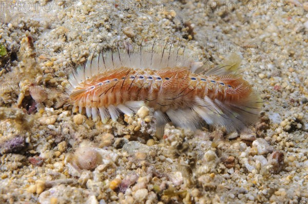 Golden fireworm (Chloeia flava) Bristle worm with pointed poisonous whitish light-coloured