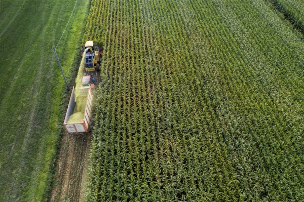 Maize harvest, combine harvester, chopper works its way through a maize field, the silage is pumped