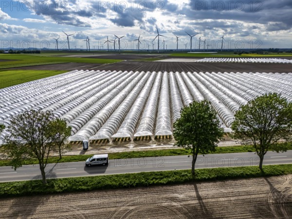Agriculture, large areas with foil tunnel, for the cultivation of strawberries, freshly cultivated
