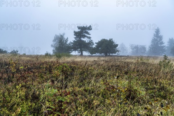 The high heath on the Kahler Asten, mountain in the Sauerland, in autumn fog, Winterberg, North