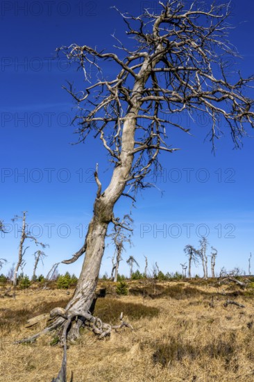 Noir Flohay ghost forest, remnants of a forest fire from 2011 in the High Fens, high moor, in the