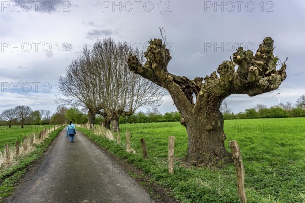 Pollarded willows, after cutting, bare tree, where new willow rods grow on the cut surfaces, in the