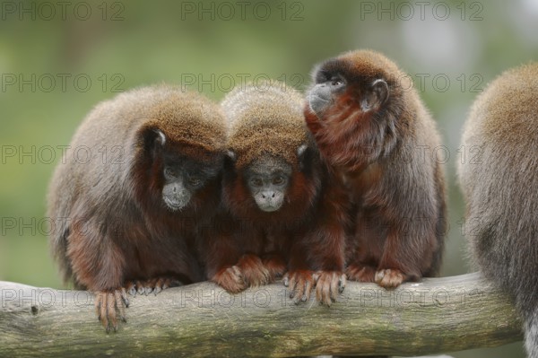 Red jumping monkey or red titi (Plecturocebus cupreus, Callicebus cupreus), captive, occurring in