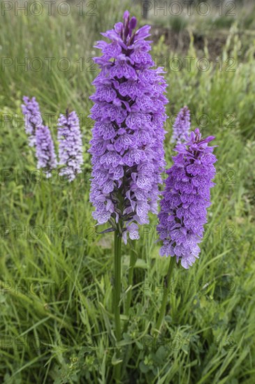 Southern marsh orchid (Dactylorhiza praetermissa), Emsland, Lower Saxony, Germany, Europe