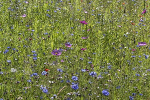Flower meadow with cornflowers (Centaurea cyanea) and cosmos (Cosmos), Emsland, Lower Saxony,