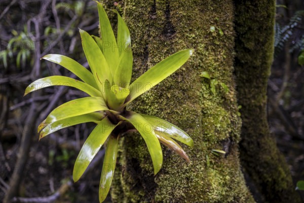 Bromeliad (Bromeliaceae) growing on a tree trunk in the rainforest, Poás National Park, central