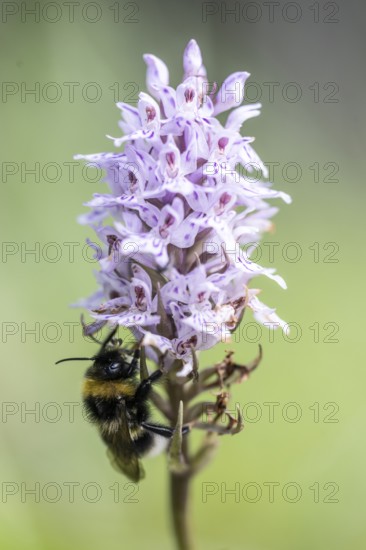 Moorland spotted orchid (Dactylorhiza maculata) with Large earth bumblebee (Bombus terrestris),