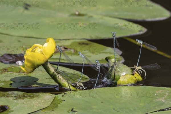 Azure damselflies (Coenagrion puella) laying eggs, Emsland, Lower Saxony, Germany, Europe