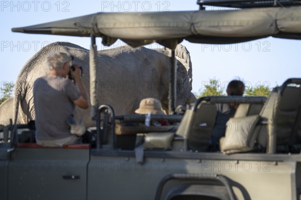 Tourists observing and taking photographs, pictures of an African elephant (Loxodonta africana)