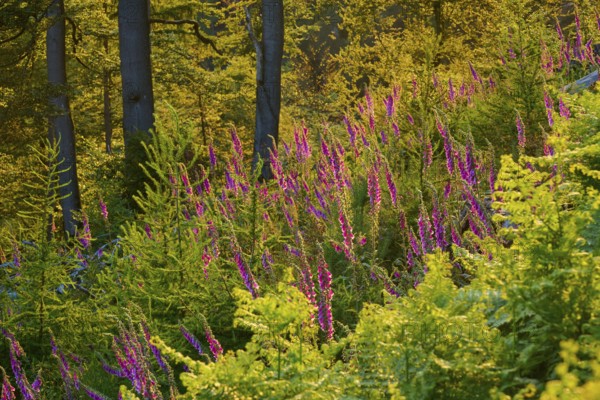 Forest in low mountain landscape in summer at sunset, green plants, ferns and Common foxglove