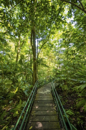 Path in the rainforest, dense vegetation, Tortuguero National Park, Costa Rica, Central America