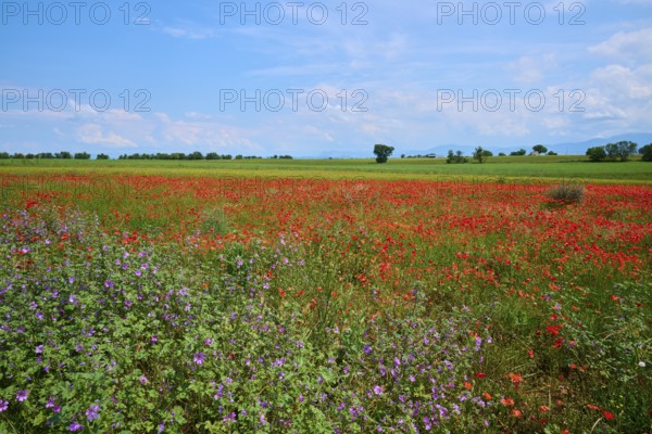 Flower meadow with poppies (Papaver), and sage (Salvia), in the background trees and a slightly