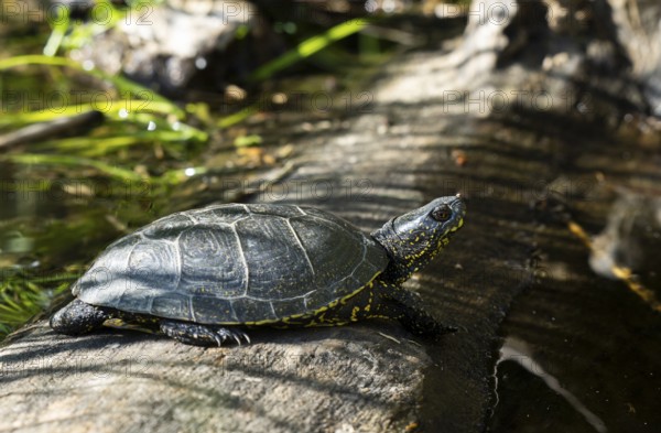European pond turtle (Emys orbicularis), male, sunbathing, tree trunk, water, Lower Austria