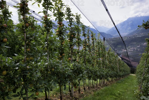 Apple variety Red Delicious, apple orchard, fruit orchard, agriculture, agribusiness, Schenna,