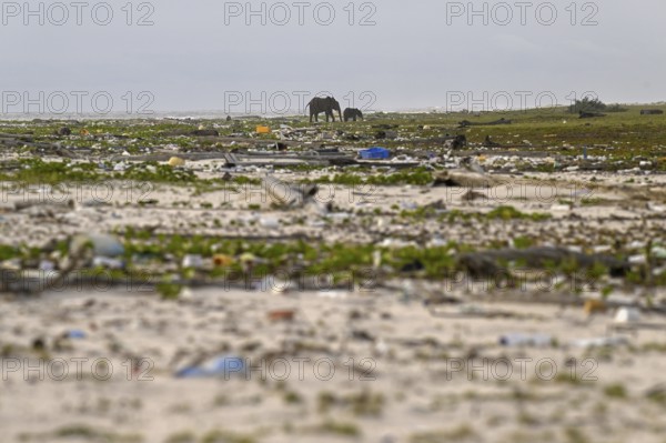 African forest elephants (Loxodonta cyclotis) rummaging through washed-up plastic waste on the