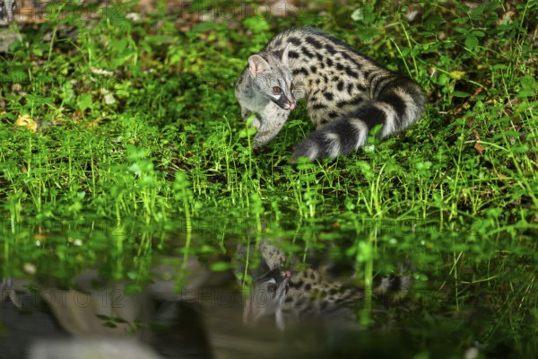 Young Common genet (Genetta genetta) at the shore of a lake, wildlife in a forest, Montseny