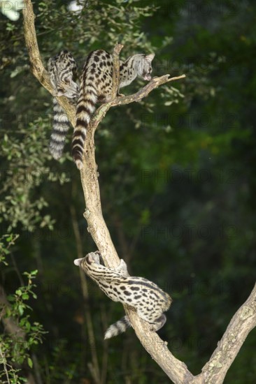 Three Common genets (Genetta genetta), climbing on a tree wildlife in a forest, Montseny National