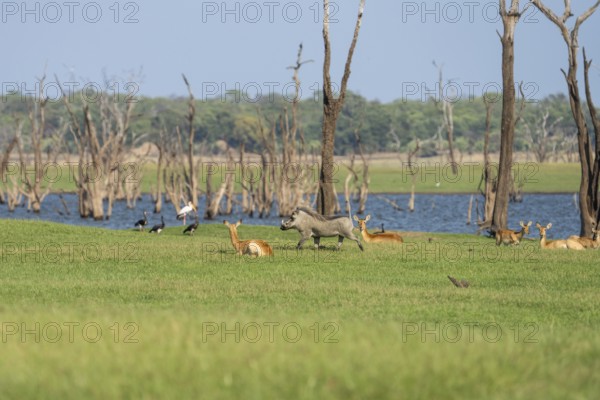 A warthog, Phacochoerus africanus, is running from the right to the left passing resting Puku