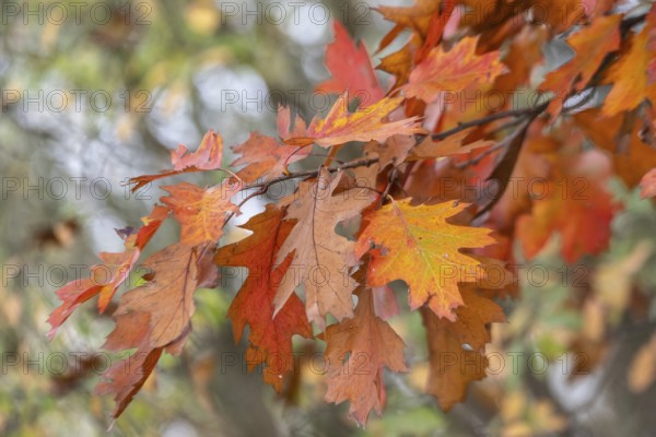 Autumn leaves of the red oak (Quercus rubrum), Emsland, Lower Saxony, Germany, Europe