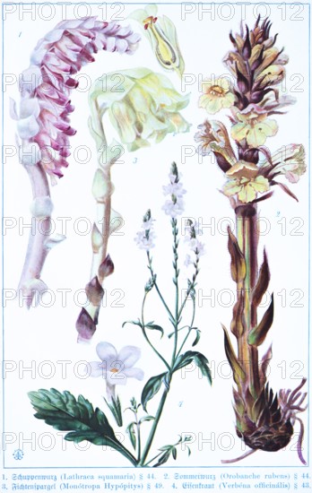 Botany, Lathraca squamaria, Orobanche rubens, Monótropa hypópitys, Verbéna officális, historical