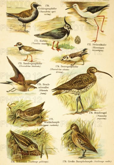 European golden plover (Pluvialis apricaria), northern lapwing (Vanellus vanellus), black-winged