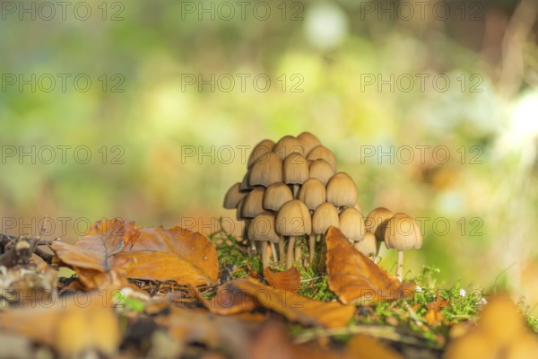 Common mica tintling (Coprinellus micaceus), close-up, nature photograph, Schneeren, Neustadt am