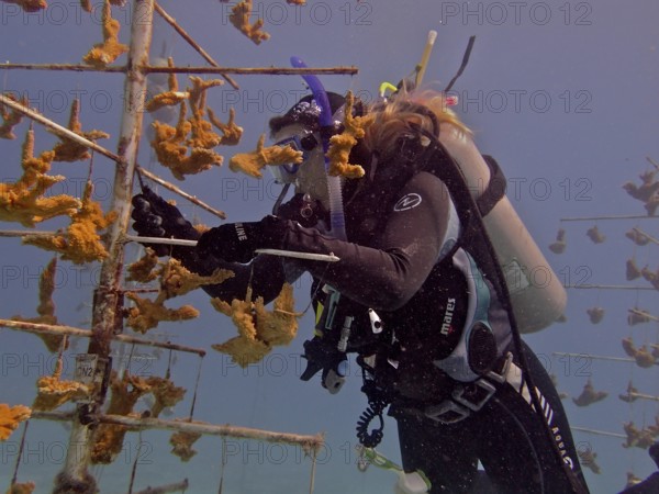 Coral farming. Diver cleans the frame on which young specimens of Elkhorn coral (Acropora palmata)