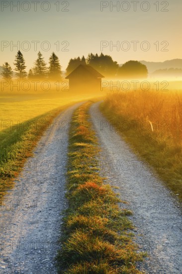 Golden morning light streams through fields of fog and the Rothenthurm high moor, Schwyz,