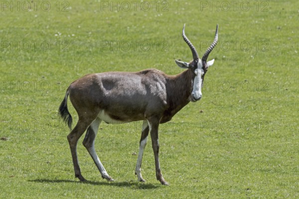 Blesbok, blesbuck (Damaliscus pygargus phillipsi, Damaliscus dorcas phillipsi) antelope endemic to