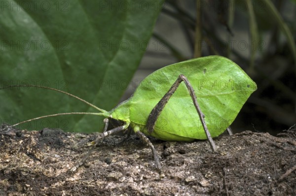 Leaf-mimic katydid in rainforest, Central America