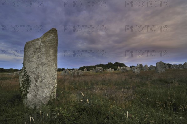 Neolithic menhirs, standing stones at Carnac at dusk, Brittany, France, Europe